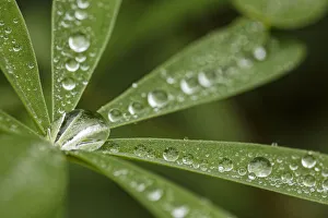 Raindrop Prints: Lupine leaves and raindrops, Olympic National Park, Washington State