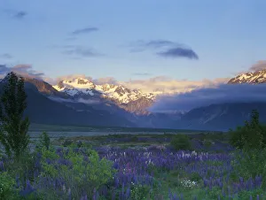 Main Divide Prints: Lupine and the Main Divide, Arthurs Pass, South Island, New Zealand
