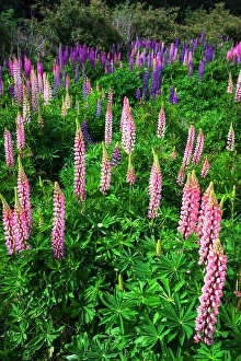 Images Dated 16th January 2024: Lupine near Lindis Valley, Otago, South Island, New Zealand