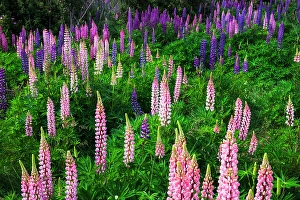 Images Dated 16th January 2024: Lupine near Lindis Valley, Otago, South Island, New Zealand