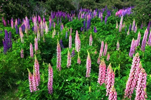 Images Dated 16th January 2024: Lupine near Lindis Valley, Otago, South Island, New Zealand