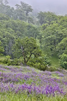 Images Dated 25th March 2019: Lupine and oak trees in fog Bald Hills, Redwoods National Park, California
