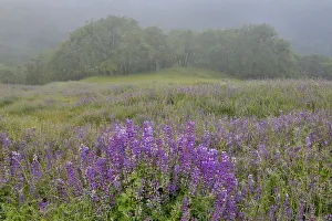 Images Dated 25th March 2019: Lupine and oak trees in fog Bald Hills, Redwoods National Park, California