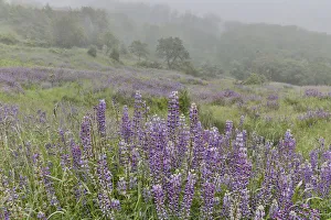 Images Dated 25th March 2019: Lupine and oak trees in fog, Bald Hills Redwoods National Park, California
