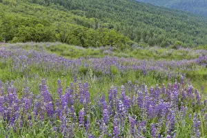 Images Dated 25th March 2019: Lupine and oak trees in fog, Bald Hills Redwoods National Park, California