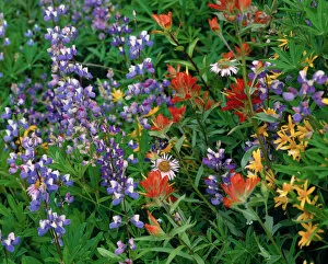 Lupine and Paintbrush flowers in a meadow at Mt. Rainier Nat l Park, WA