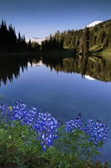 Images Dated 9th July 2007: Lupine on the shore of Shadow Lake, Mount Rainier National Park, Washington, USA