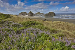 Sea Stack Prints: Lupine along southern Oregon coastline near Cape Sebastian State Scenic Corridor