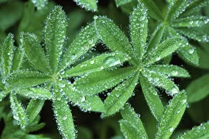 Images Dated 11th October 2007: Lupine with Waterdrops, Mt. Rainier NP, WA, USA