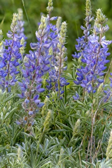 Images Dated 14th July 2014: Lupine wildflowers in Glacier National Park, Montana, USA
