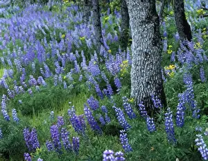 Hood River Prints: Lupine wildflowers grow in white oak forest in the Columbia Gorge near Rowena Oregon