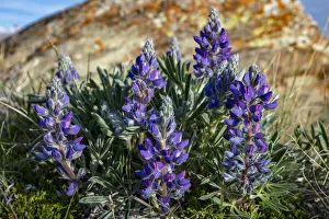 Choteau Prints: Lupine wildflowers along the Rocky Mountain Front near Choteau, Montana, USA