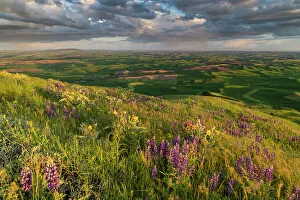 Images Dated 10th January 2023: Lupine wildflowers from Steptoe Butte near Colfax, Washington State, USA