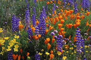 Poppy Prints: Lupines, coreopsis (Coreopsis californica), and California poppies (Eschscholzia