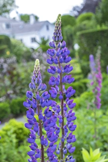 Botanical Prints: Lupines, USA
