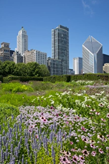 Lurie Garden in Millennium Park, Chicago, with Michigan Avenue skyline