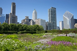 Illinois Prints: Lurie Garden in Millennium Park, Chicago, with Michigan Avenue skyline