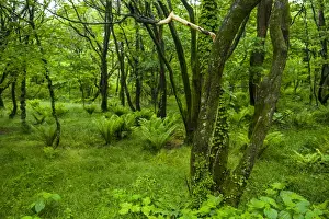 Jejudo Prints: Lush geen forest in the Hallasan national forest on the Unesco world heritage sight