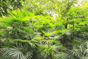 Palms Prints: lush green tropical palms and trees, Yuexiau Park, Guangzhou, China