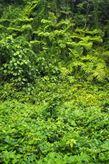 Images Dated 3rd November 2012: Lush vegetation at Akaka Falls State Park, Hamakua Coast, Big Island, Hawaii, USA