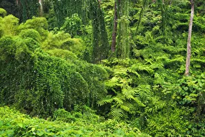 Adventure Prints: Lush vegetation at Akaka Falls State Park, Hamakua Coast, Big Island, Hawaii, USA
