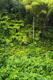 Images Dated 3rd November 2012: Lush vegetation at Akaka Falls State Park, Hamakua Coast, Big Island, Hawaii, USA