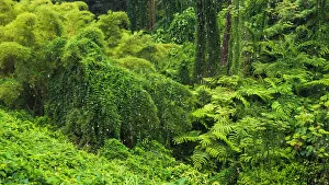 Images Dated 3rd November 2012: Lush vegetation at Akaka Falls State Park, Hamakua Coast, Big Island, Hawaii, USA