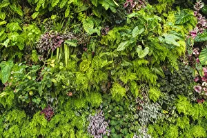 Verdant Prints: Lush vegetation in the Cloud Forest Dome, Gardens by the Bay, Singapore