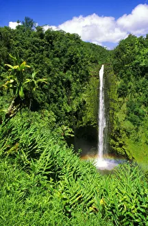 Prints of Lush vegetation framing Akaka Falls, Akaka Falls State Park, The Big Island, Hawaii, USA Images Dated 2018 December: Lush vegetation framing Akaka Falls, Akaka Falls State Park, The Big Island, Hawaii, USA