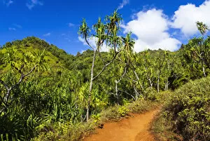Images Dated 8th July 2006: Lush vegitation along the Kalalau Trail on the Na Pali Coast, Island of Kauai, Hawaii USA
