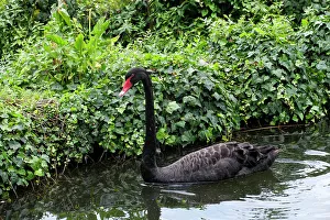 Swan Prints: Luso, Portugal. Beautiful gardens and pond at the Bussaco Palace
