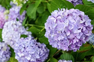 Images Dated 17th October 2023: Luso, Portugal. Spring hydrangeas in bloom