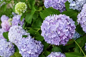 Portuguese Prints: Luso, Portugal. Spring hydrangeas in bloom