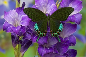 Turquoise Prints: Luzon Peacock Swallowtail Butterfly from Philippines, Papilio hermeli