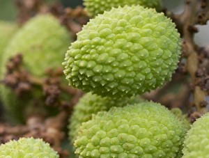 Images Dated 21st February 2012: Lychee fruit, Belize Botanical Gardens