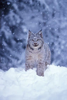 lynx, Lynx lynx, in the snow in the foothills of the Takshanuk mountains, northern