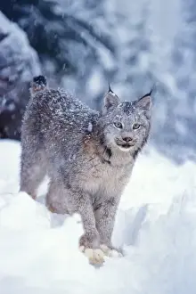 lynx, Lynx lynx, in the snow in the foothills of the Takshanuk mountains, northern