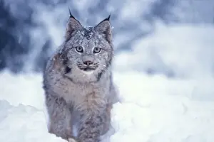 lynx, Lynx lynx, in the snow in the foothills of the Takshanuk mountains, northern