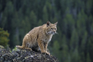 Lynx Prints: Lynx (lynx rufus) (Captive Animal), MT
