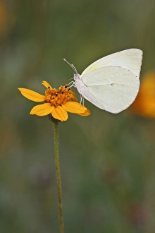 Hidalgo County Prints: Lyside Sulphur (Kricogonia lyside) nectaring on a daisy