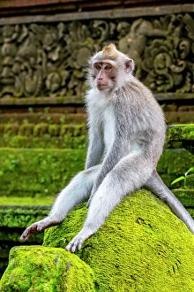 Ubud Prints: Macaque Monkey in Monkey Forest, Ubud, Bali, Indonesia