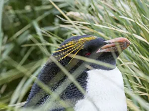 South Polar Prints: Macaroni Penguin (Eudyptes chrysolophus)