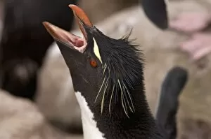 Images Dated 16th January 2007: macaroni penguin, Eudyptes chrysolophus, on New Island, Falkland Islands, South Atlantic