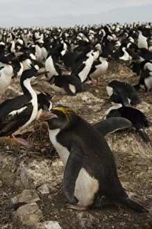 Circumpolar Prints: Macaroni Penguin (Eudyptes chrysolophus). Pebble Island, Falkland Islands. These