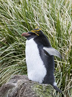 Images Dated 30th October 2017: Macaroni Penguin (Eudyptes chrysolophus) standing in colony in typical dense Tussock Grass