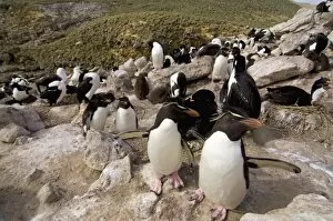 Macaroni penguins, black-browed albatross, and cormorants or blue-eyed shag, sharing