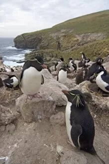 macaroni penguins, Eudyptes chrysolophus, on New Island, Falkland Islands, South
