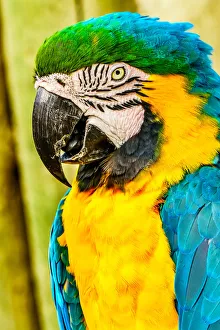 William Perry Prints: Macaw Parrot (Ara ararauna)