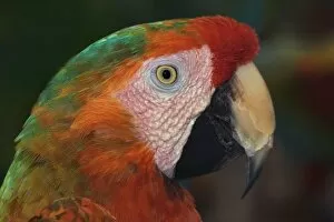 Images Dated 9th March 2007: Macaw portrait