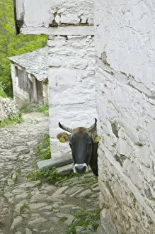 Images Dated 10th May 2007: MACEDONIA, Pelister National Park, Maloviste Village. Old Vlach mountain village-cow (NR